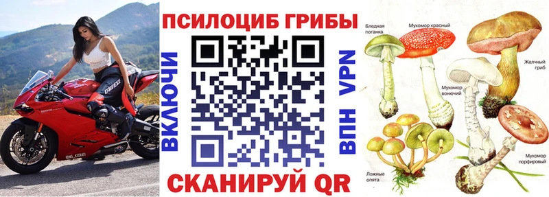 закладки  Чайковский  Псилоцибиновые грибы Psilocybe 